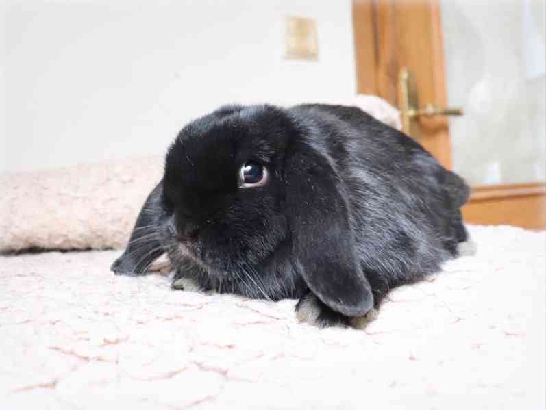 Mini lop beránek - zakrslý králíček na prodej - foto 4