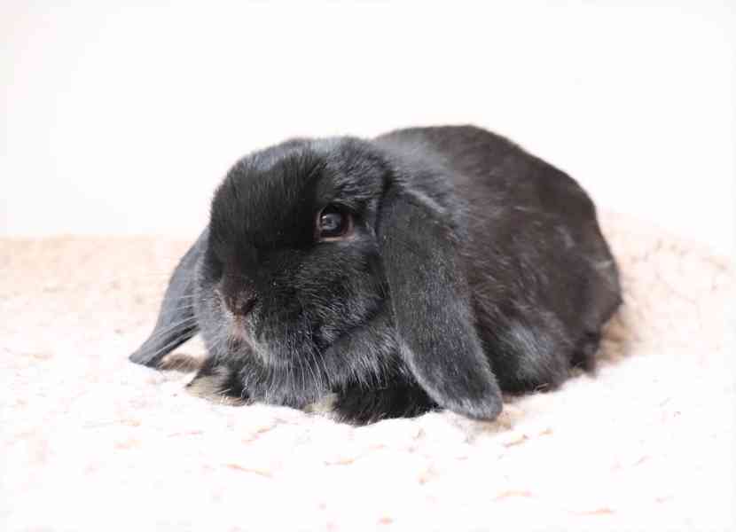 Mini lop beránek - zakrslý králíček na prodej