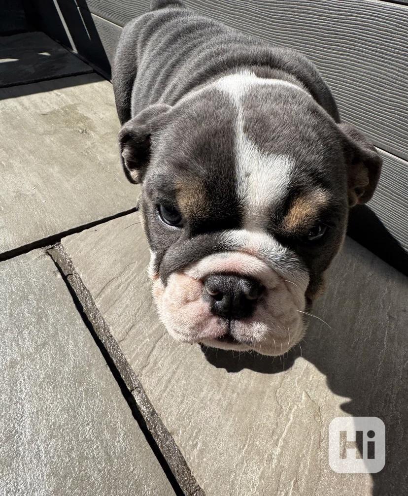 English bulldog  - foto 1