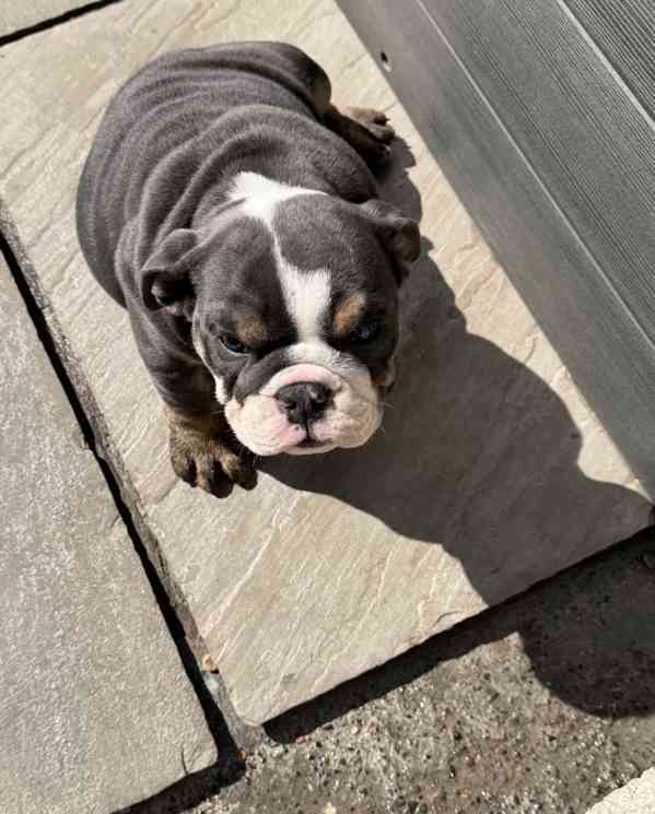 English bulldog  - foto 4