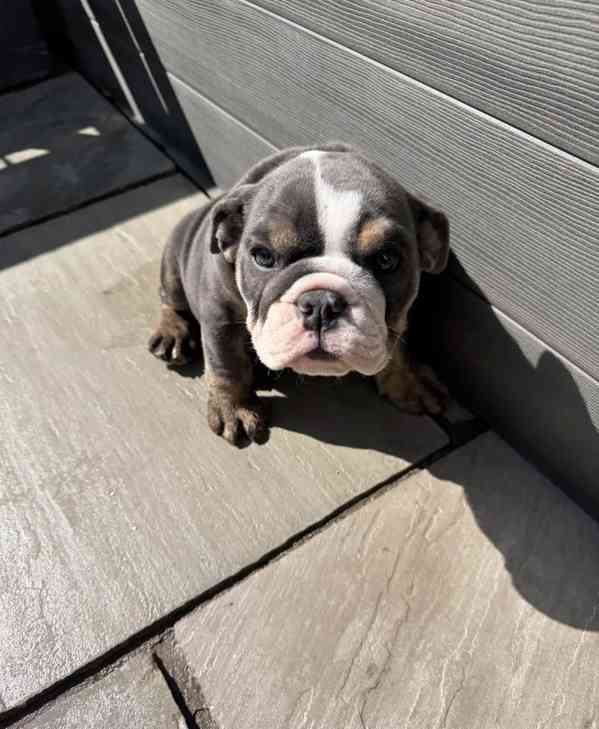 English bulldog  - foto 2
