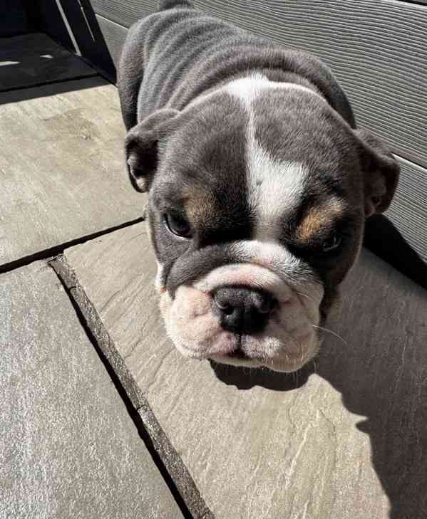 English bulldog - foto 1