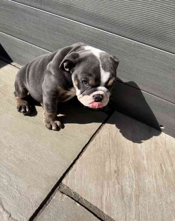 English bulldog  - foto 3