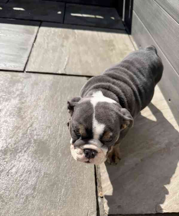 English bulldog  - foto 5