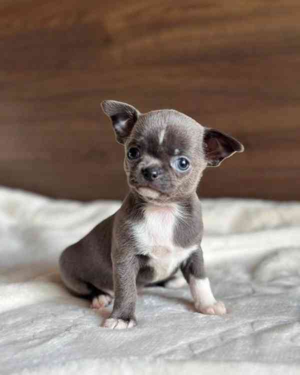 Štěňata čivavy - foto 1