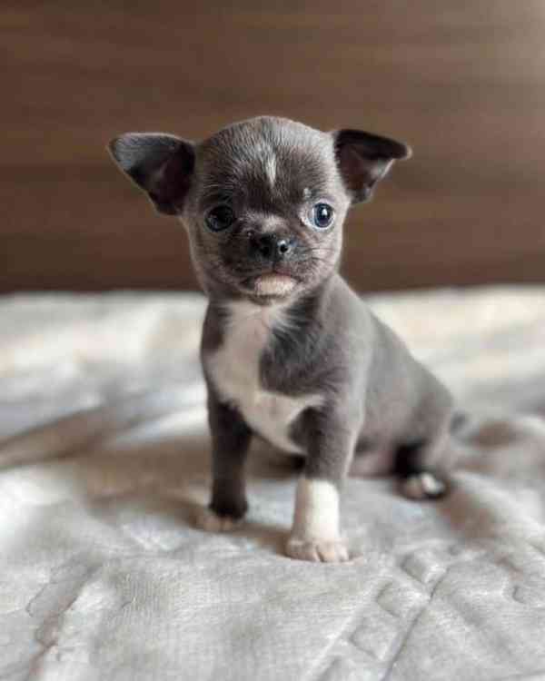 Štěňata čivavy - foto 2