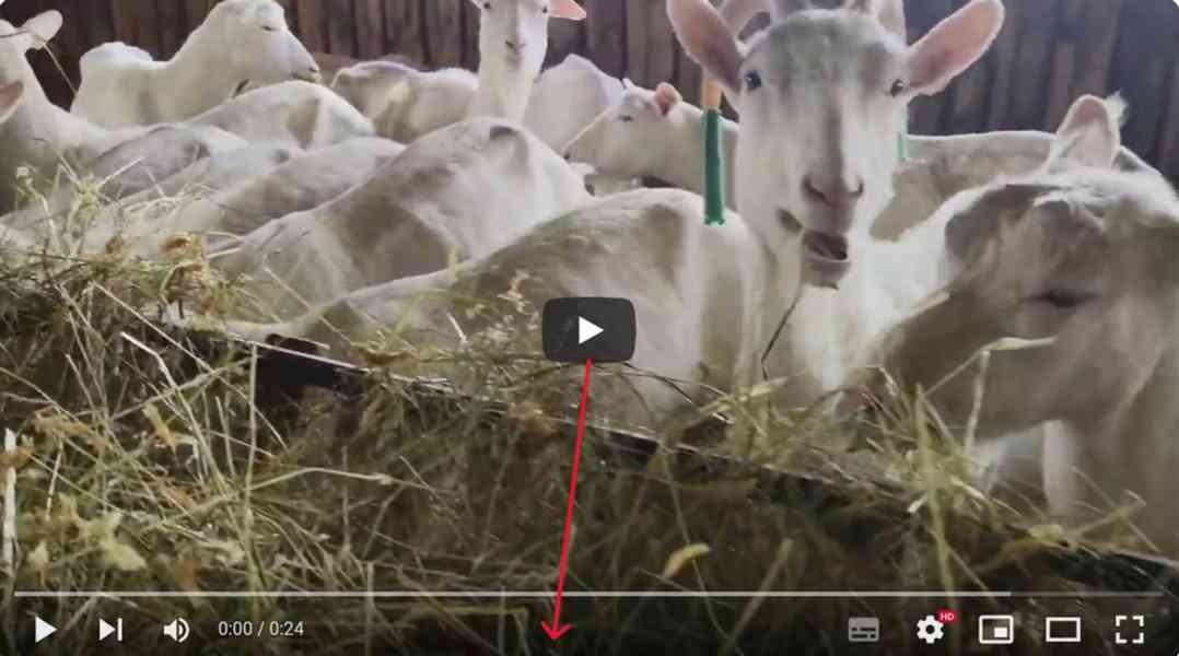 KOZY PLEMENNÉ BÍLÉ KRÁTKOSRSTÉ-BIO CHOV - KNOW - HOW - foto 4
