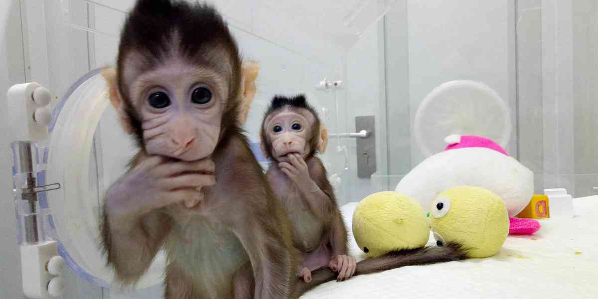 Kapucínské opice k adopci