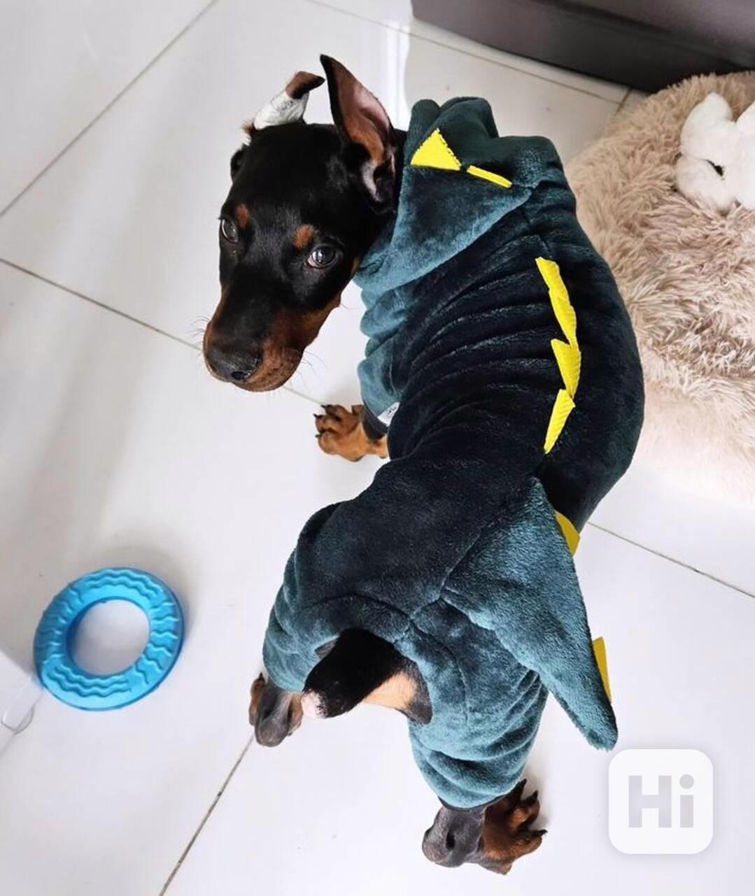 doberman - foto 1