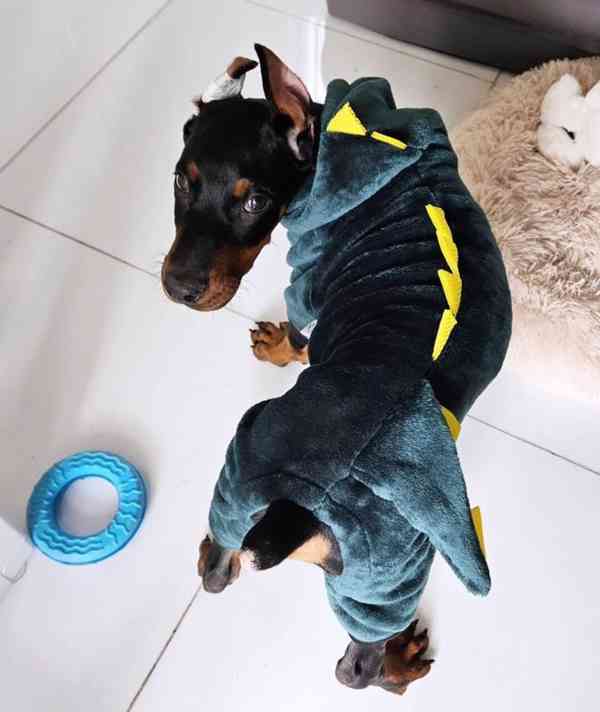 doberman - foto 1