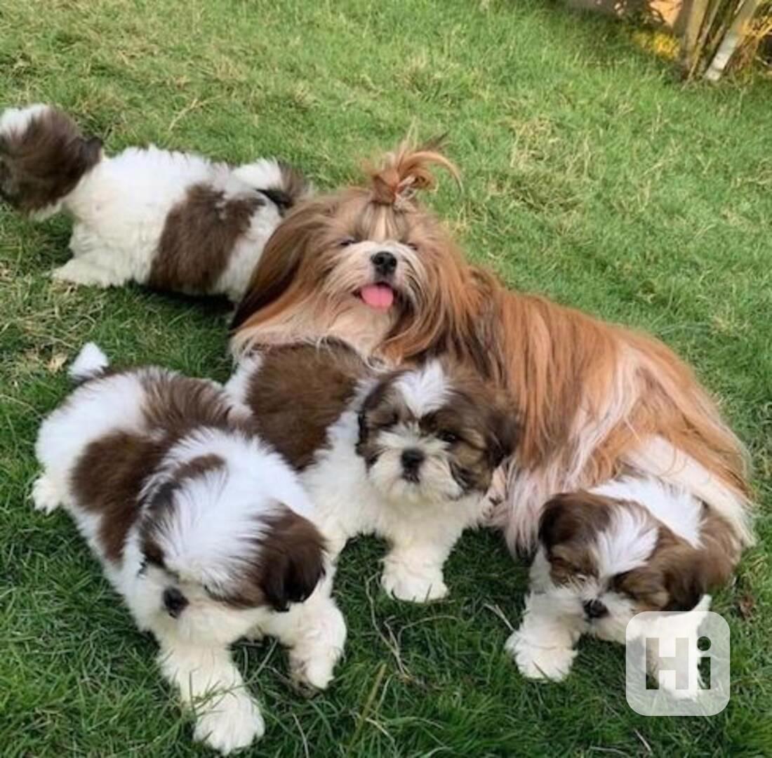 štěňátka shih tzu k adopci zdarma - foto 1