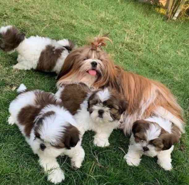 štěňátka shih tzu k adopci zdarma