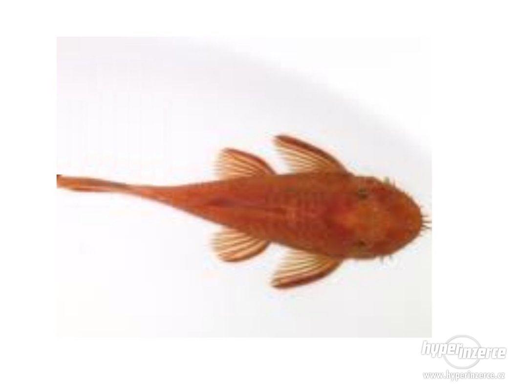 Ancistrus super red / Long fin - foto 1