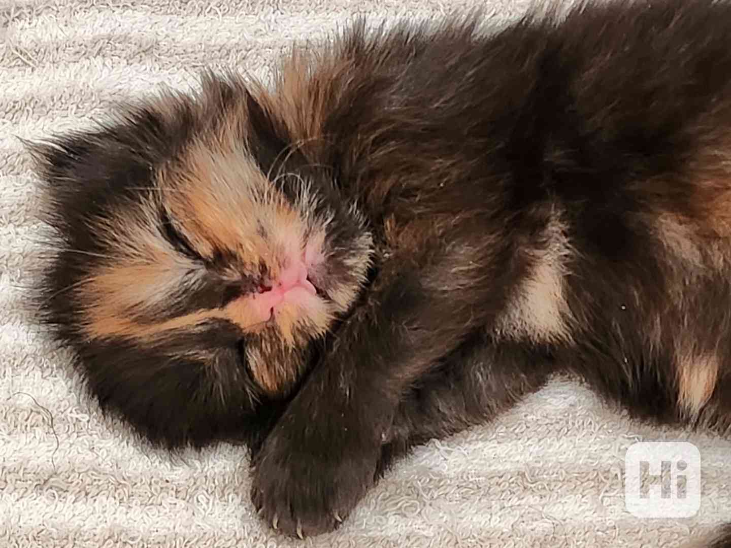 Mainská mývalí bez PP - foto 1