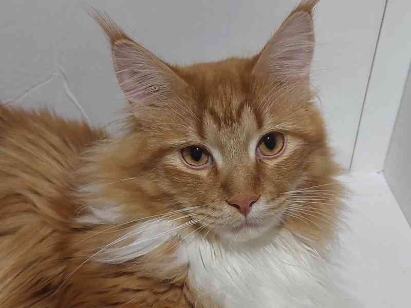 Mainská mývalí bez PP - foto 9