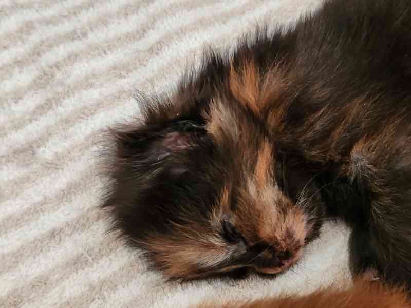 Mainská mývalí bez PP - foto 4