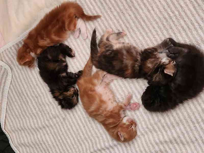 Mainská mývalí bez PP - foto 7