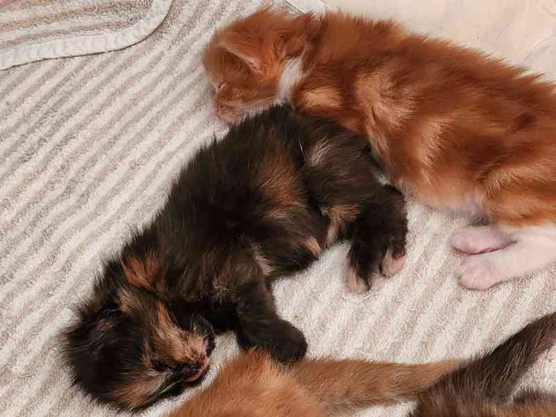 Mainská mývalí bez PP - foto 5