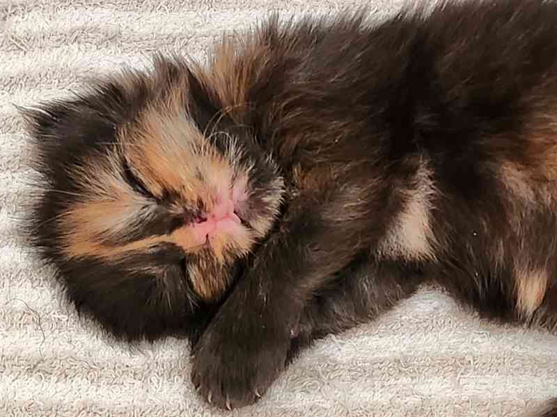 Mainská mývalí bez PP - foto 1