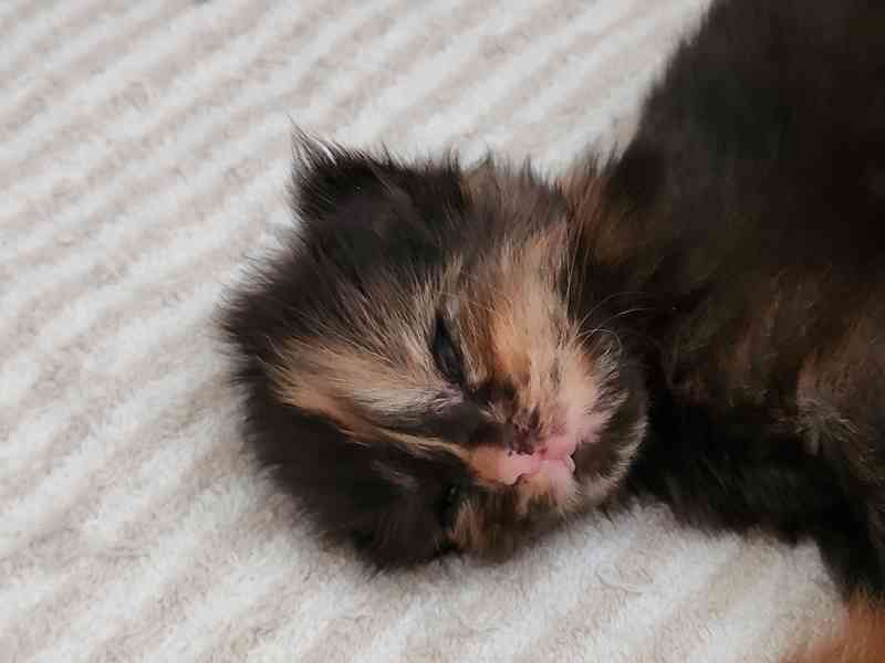 Mainská mývalí bez PP - foto 3