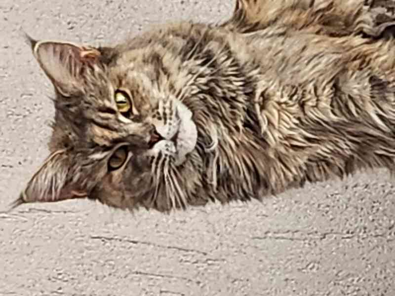 Mainská mývalí bez PP - foto 8