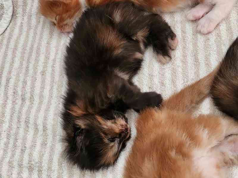 Mainská mývalí bez PP - foto 6