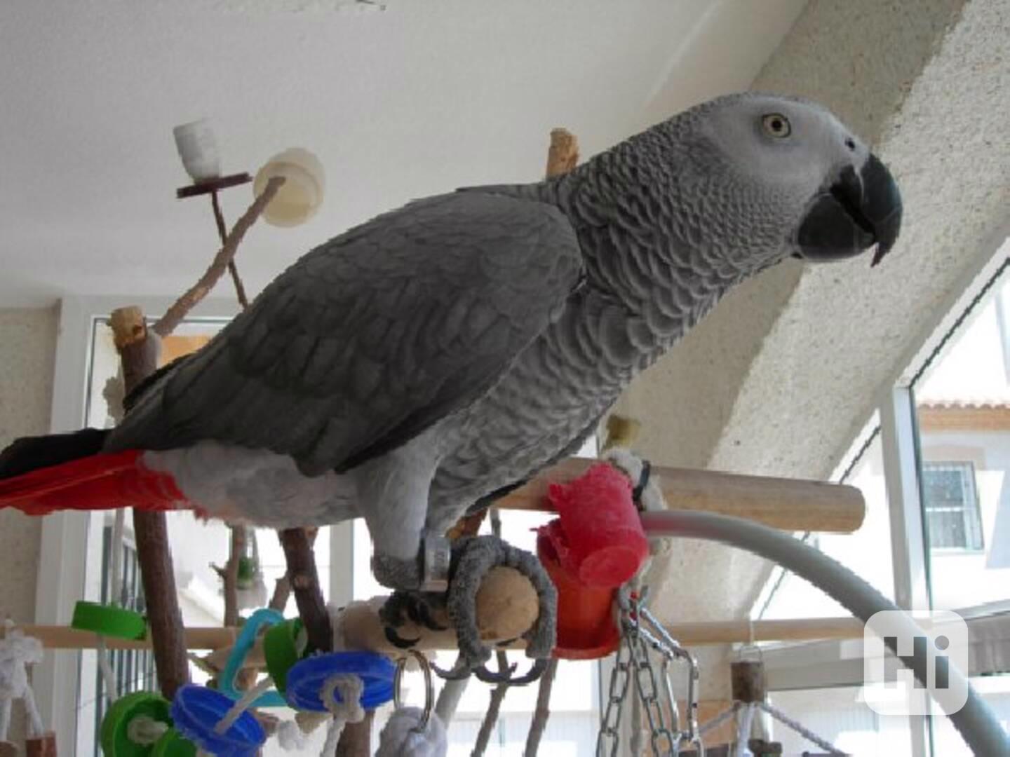 Zdravý papoušek šedý je nyní k dispozici - foto 1