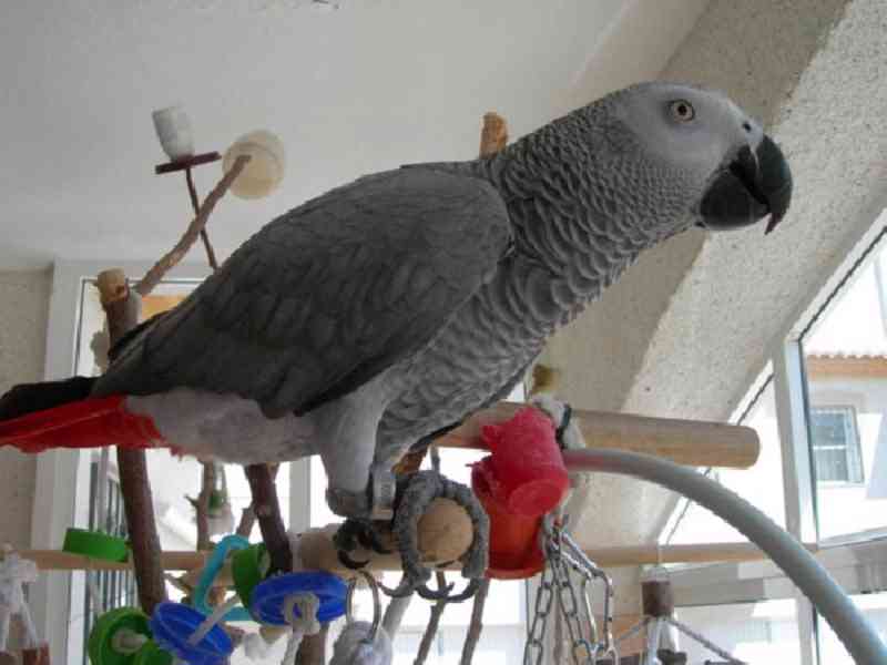 Zdravý papoušek šedý je nyní k dispozici