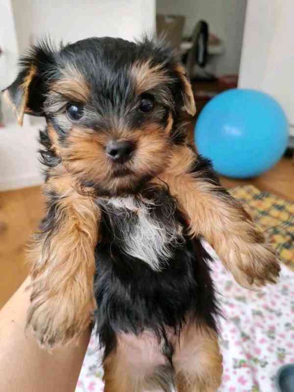 AKC Yorkie - foto 1