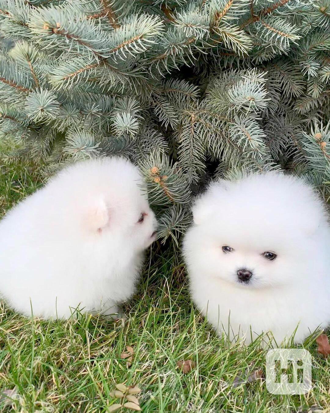 Štěňata pomeraniana samci a samice k adopci - foto 1