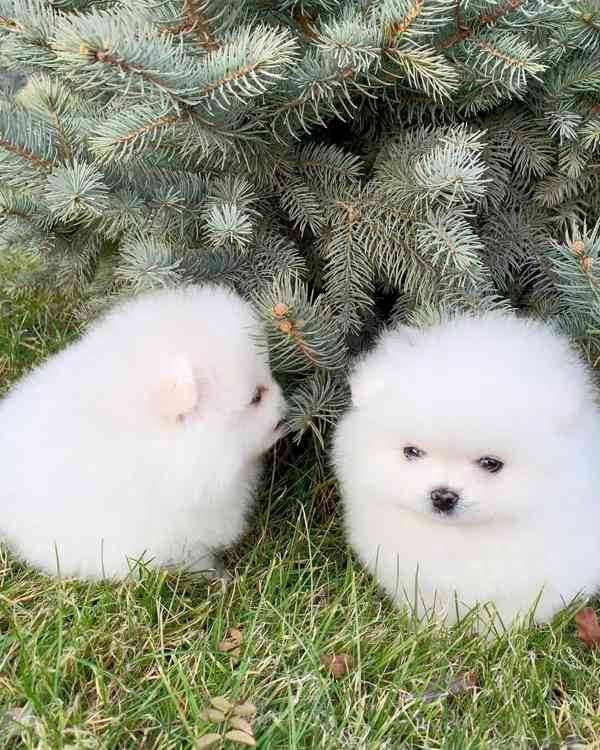 Štěňata pomeraniana samci a samice k adopci