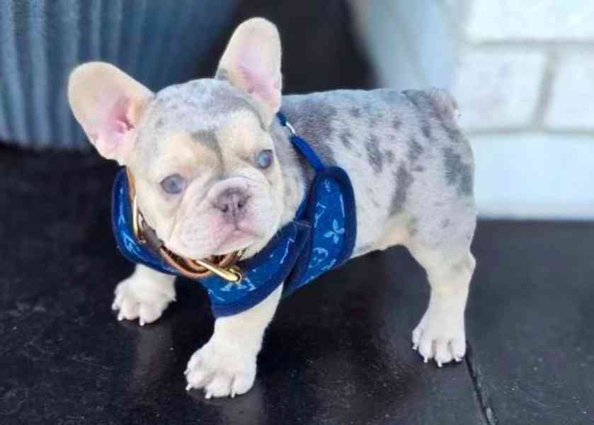 Štěňata francouzského buldoka - foto 3