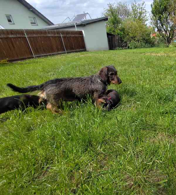 Štěňata jezevčíka drsnosrstého - foto 3
