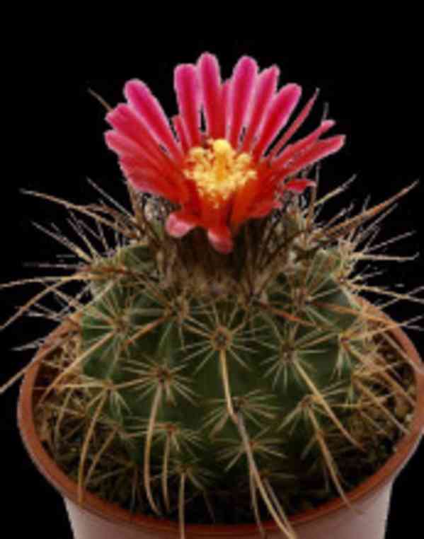 Kaktus Parodia maassii Balení obsahuje 20 semen - foto 1