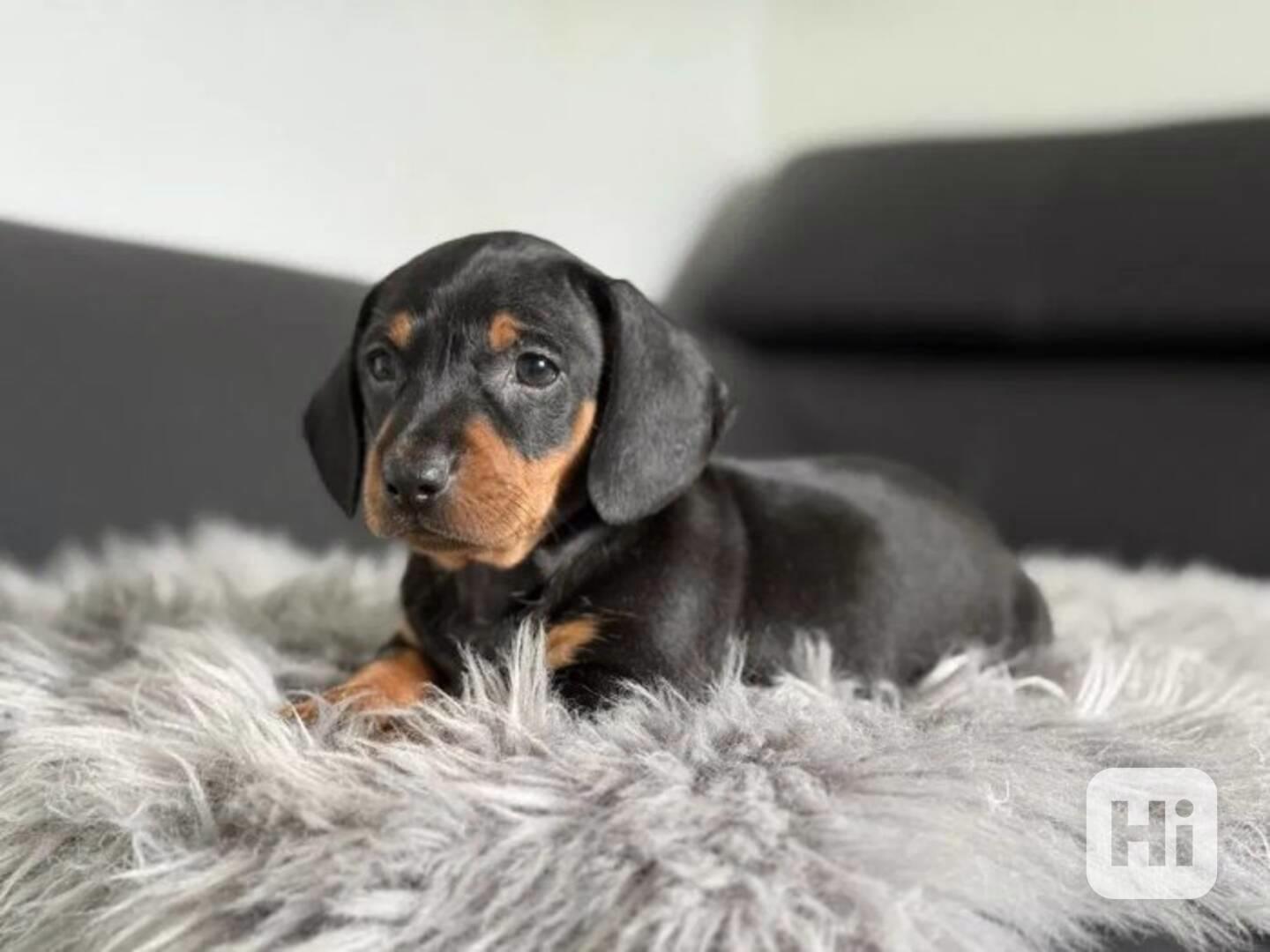 Jezevčík hladkosrstý trpasličí - foto 1