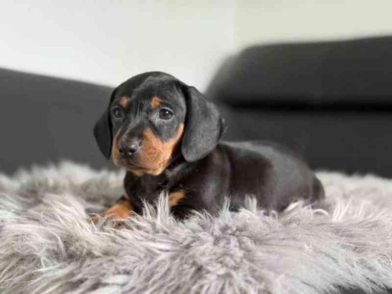 Jezevčík hladkosrstý trpasličí