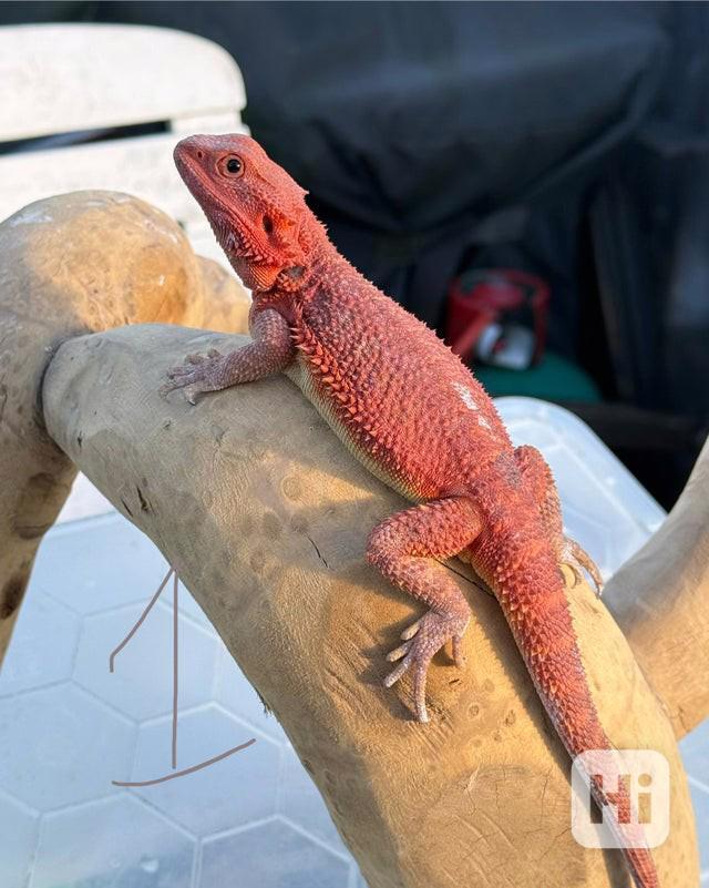 Vousatý drak. Červená linie monstra - foto 1