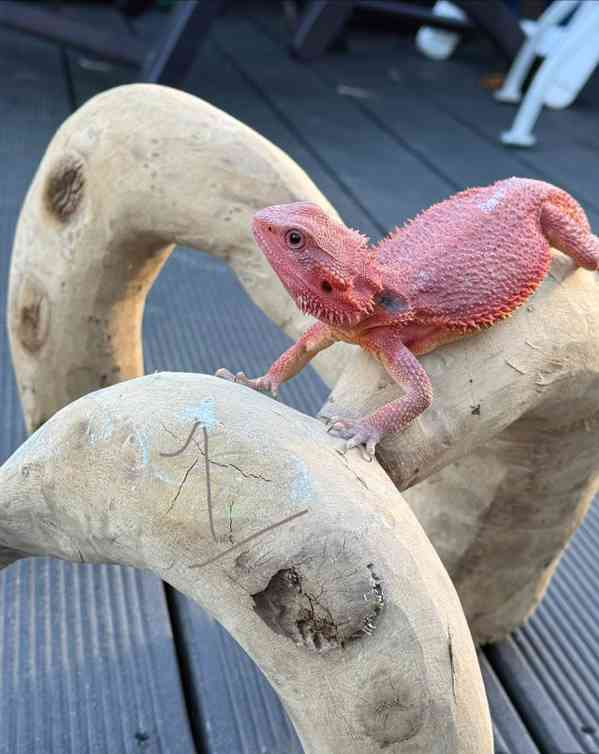 Vousatý drak. Červená linie monstra - foto 3