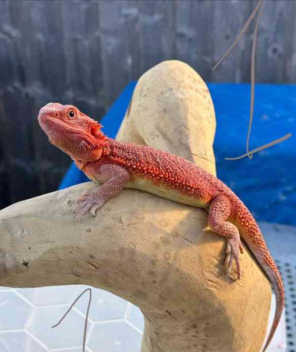 Vousatý drak. Červená linie monstra - foto 2