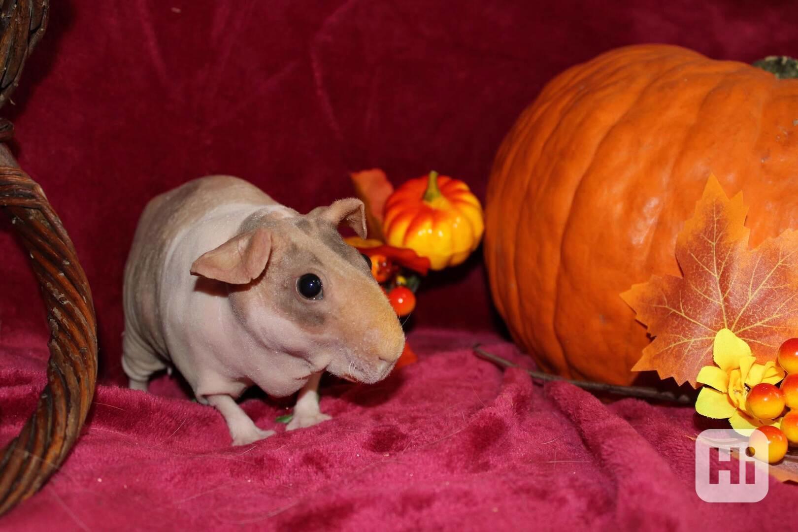 Skinny morče- samička  - foto 1