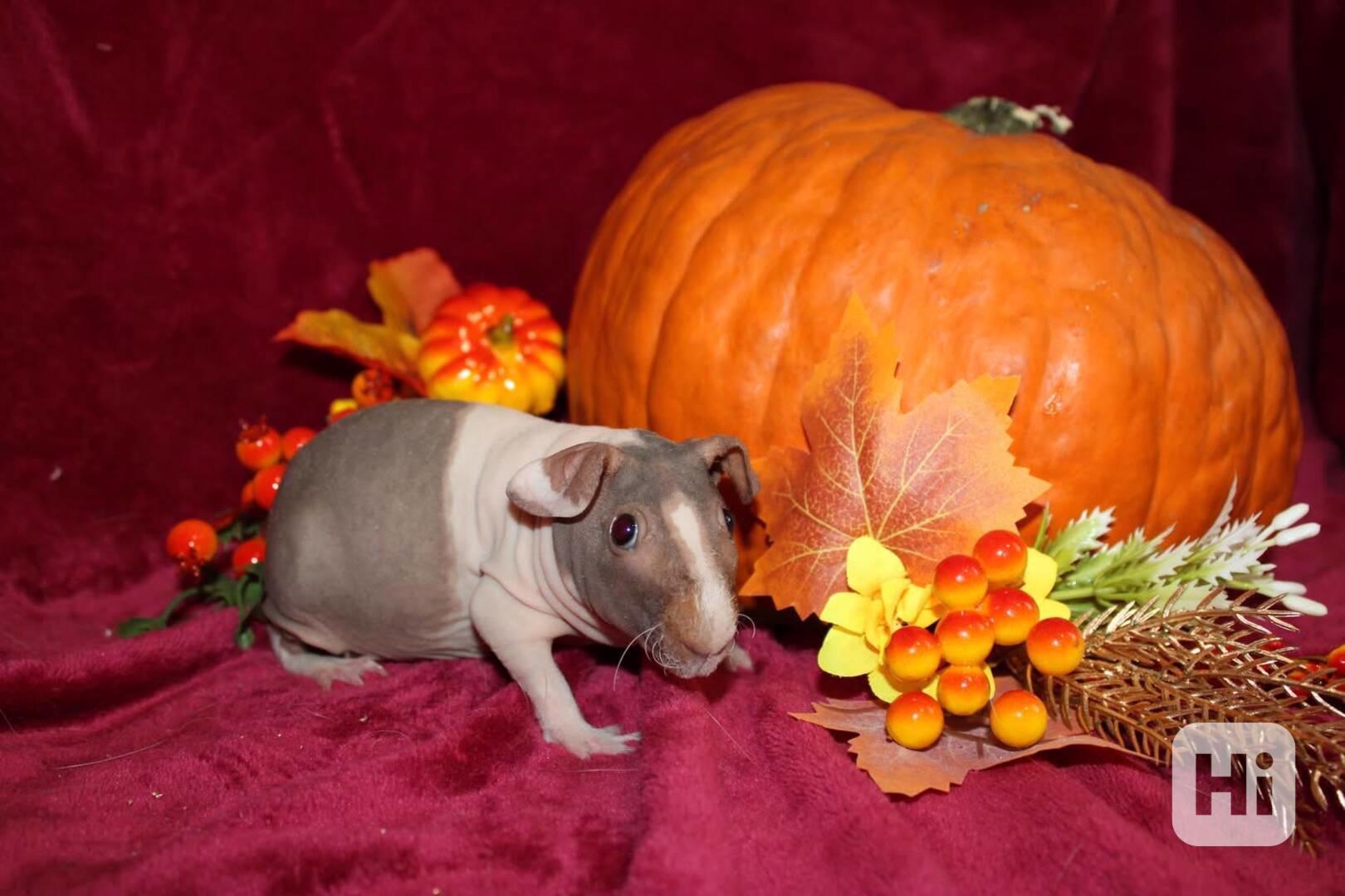 Skinny morče- samička  - foto 1