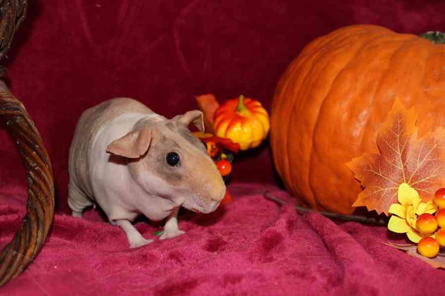 Skinny morče- samička  - foto 1