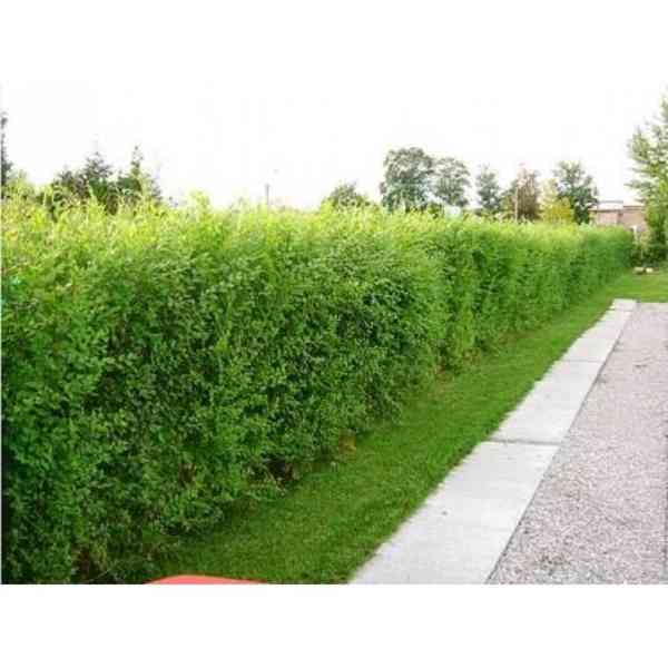 Kouzelný (zázračný) živý plot - Jilm sibiřský 