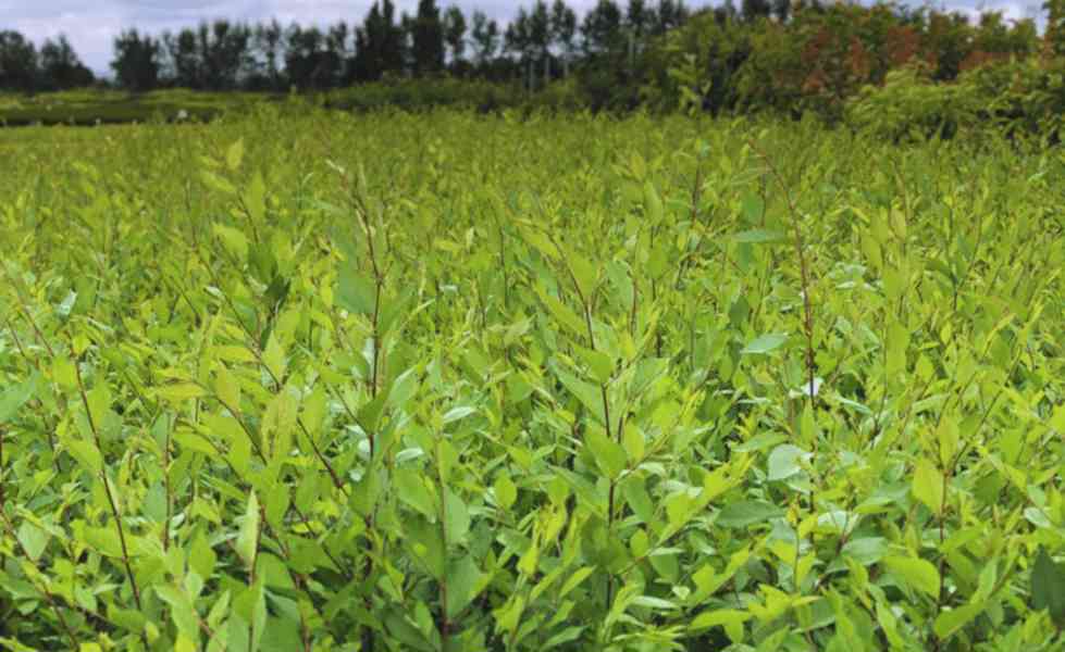 Kouzelný (zázračný) živý plot - Jilm sibiřský  - foto 6