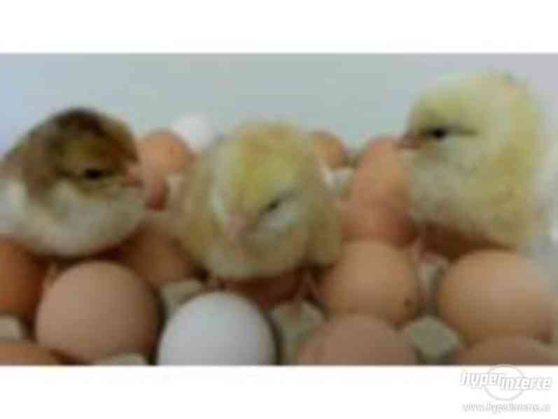 Hledáte selská kuřata Kalimero na výkrm i na vajíčka? - foto 1