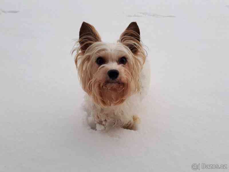 Biewer jorkšírský teriér krytí, připuštění - foto 7