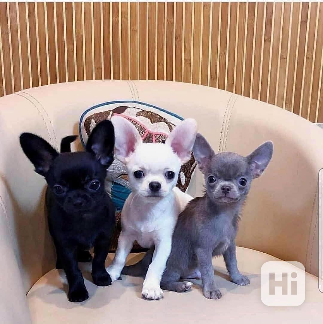 Štěňata čivavy  - foto 1