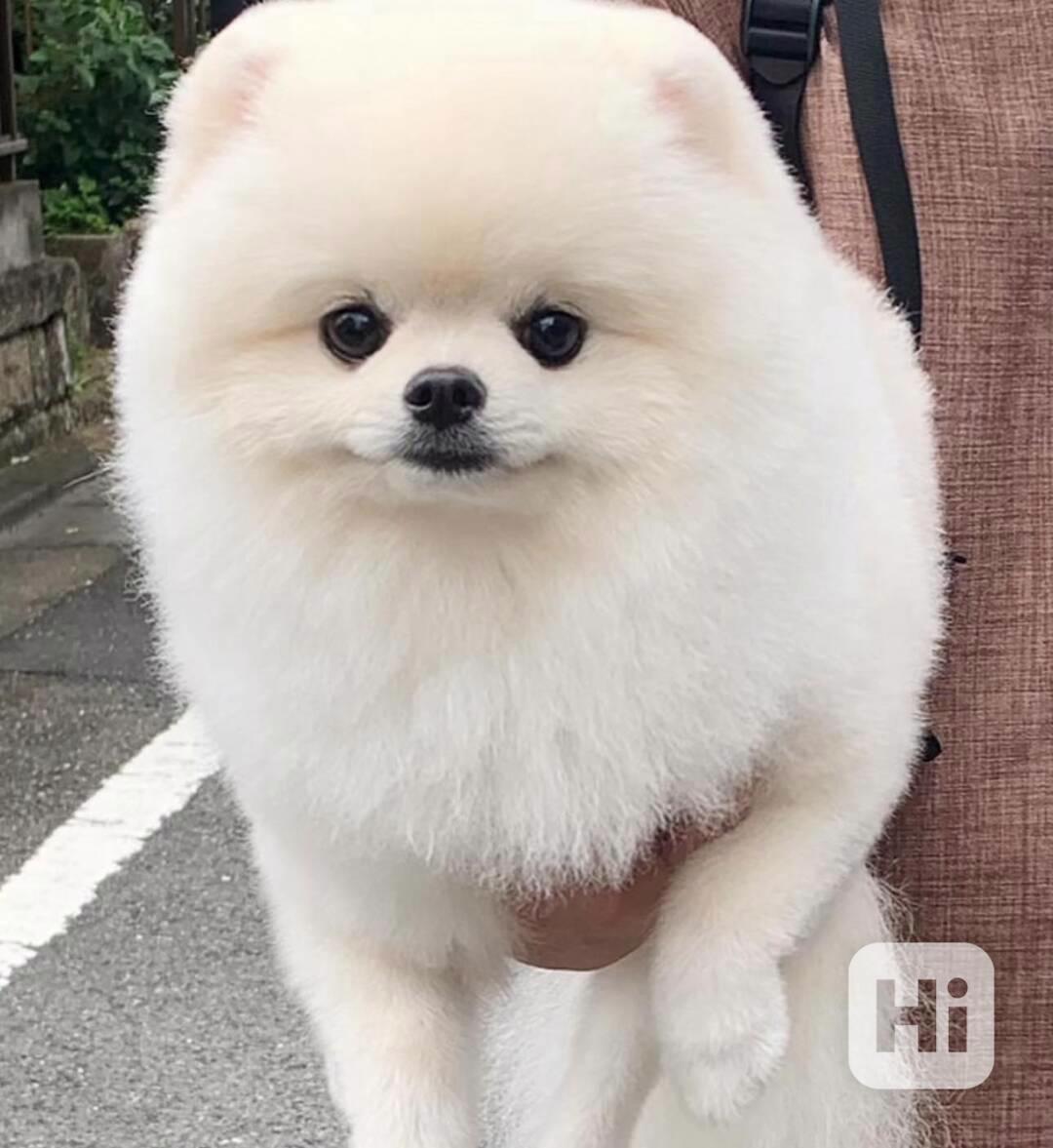 Pomeraniáni na prodej. - foto 1