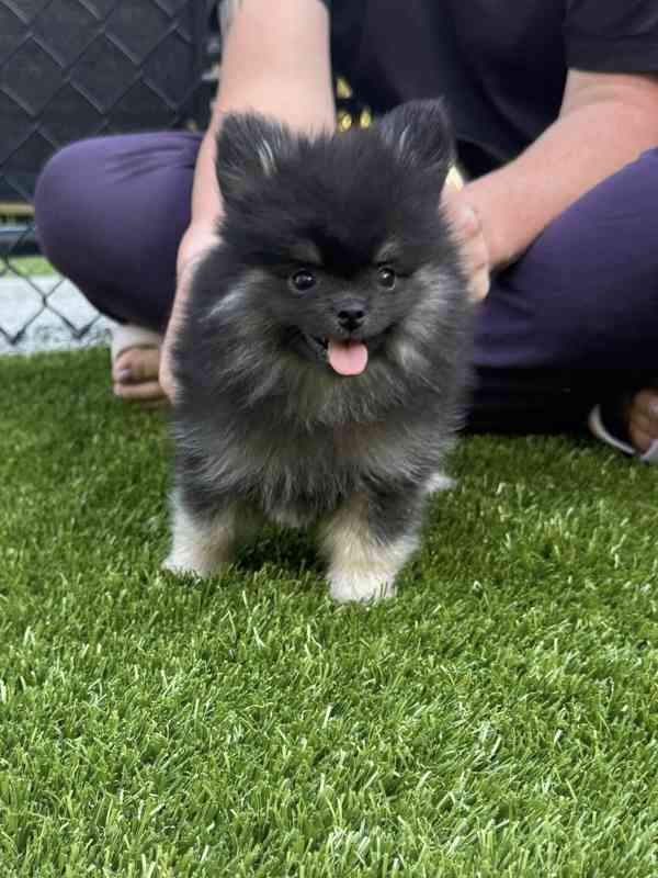 Pomeraniáni na prodej. - foto 5