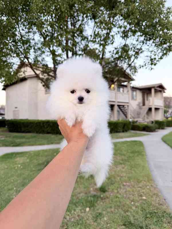 Pomeraniáni na prodej. - foto 4